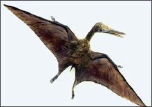 Ptérosaure