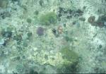 algues calcaires